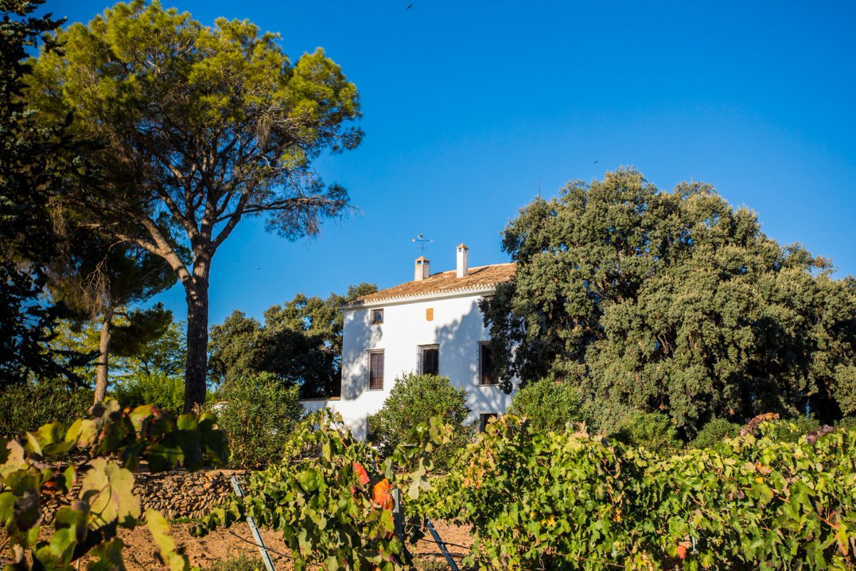 RutaVinoUtielRequena tweet media