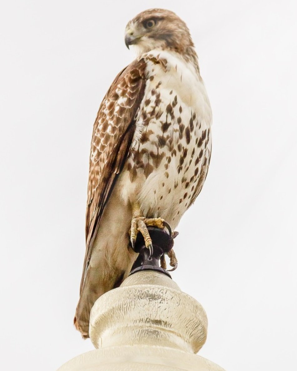 One of the park's resident red-tailed hawks looking a squirrel or pigeon to snack on. 🐿️ 🐦 #AllanGardens

📸 instagram.com/hvanemmerik