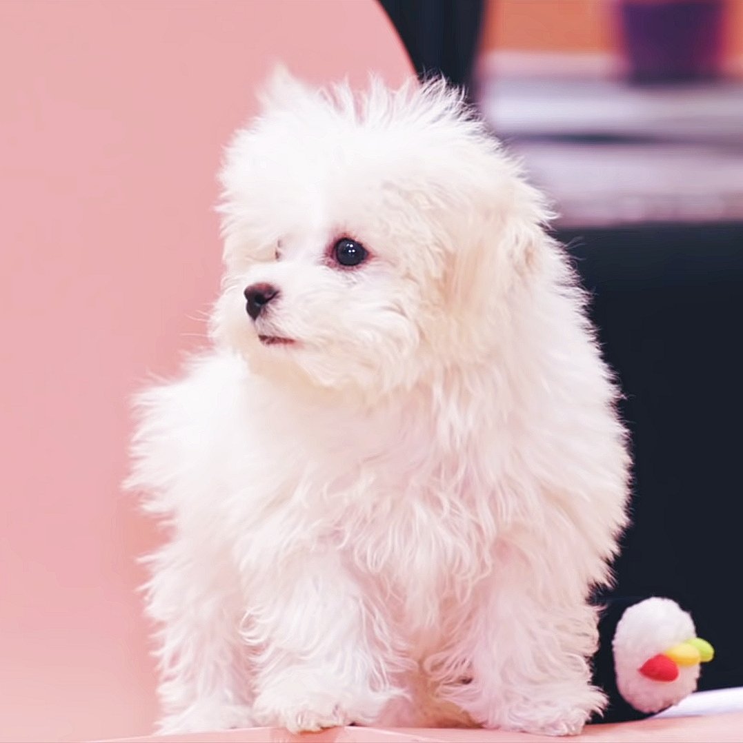 chenlededaegal's tweet photo. 대갈 프로필🐶
이름: 종대갈 (여)
생년원일: 2020. 09. 23
품종: 미니비숑
애착물품: 양말
성격: (말 안 듣는) 온순 https://t.co/rqzwYyBpxQ