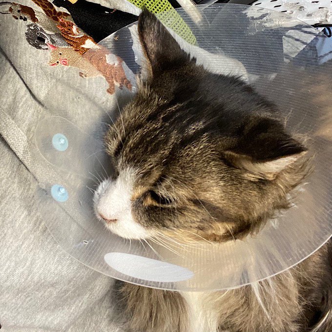 放射線治療のtwitterイラスト検索結果