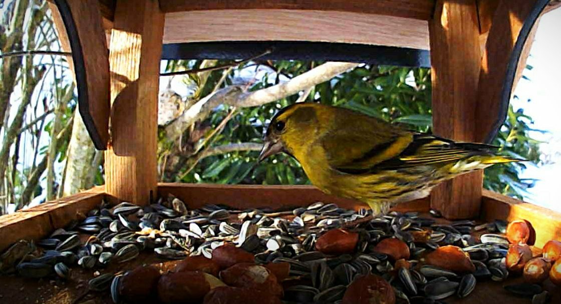 MirijamHaller's tweet photo. Hab aus coronabedingter Freizeit-Langeweile ein Vogelhäuschen mit Kamera besorgt - bereue nichts: https://t.co/P8EbRes0KV