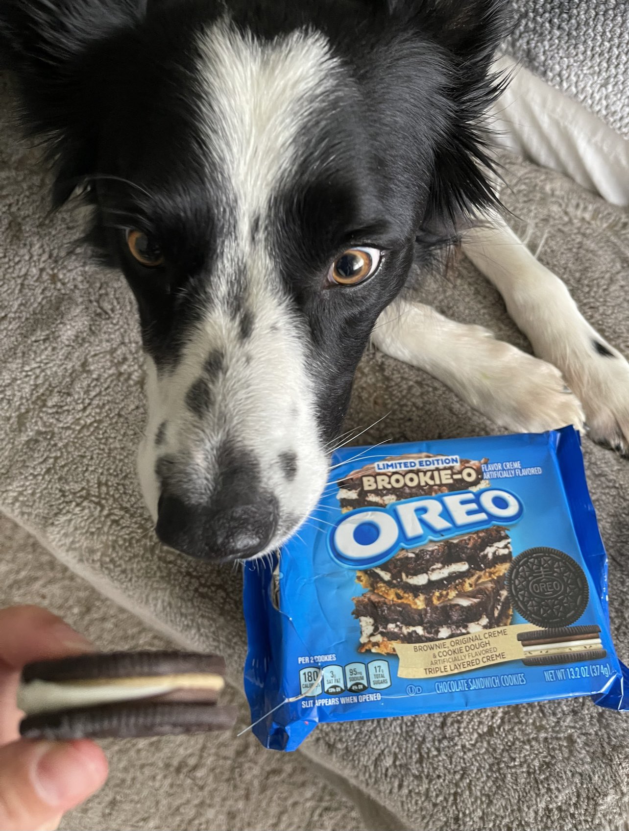 What Happens If Dogs Eat Oreos