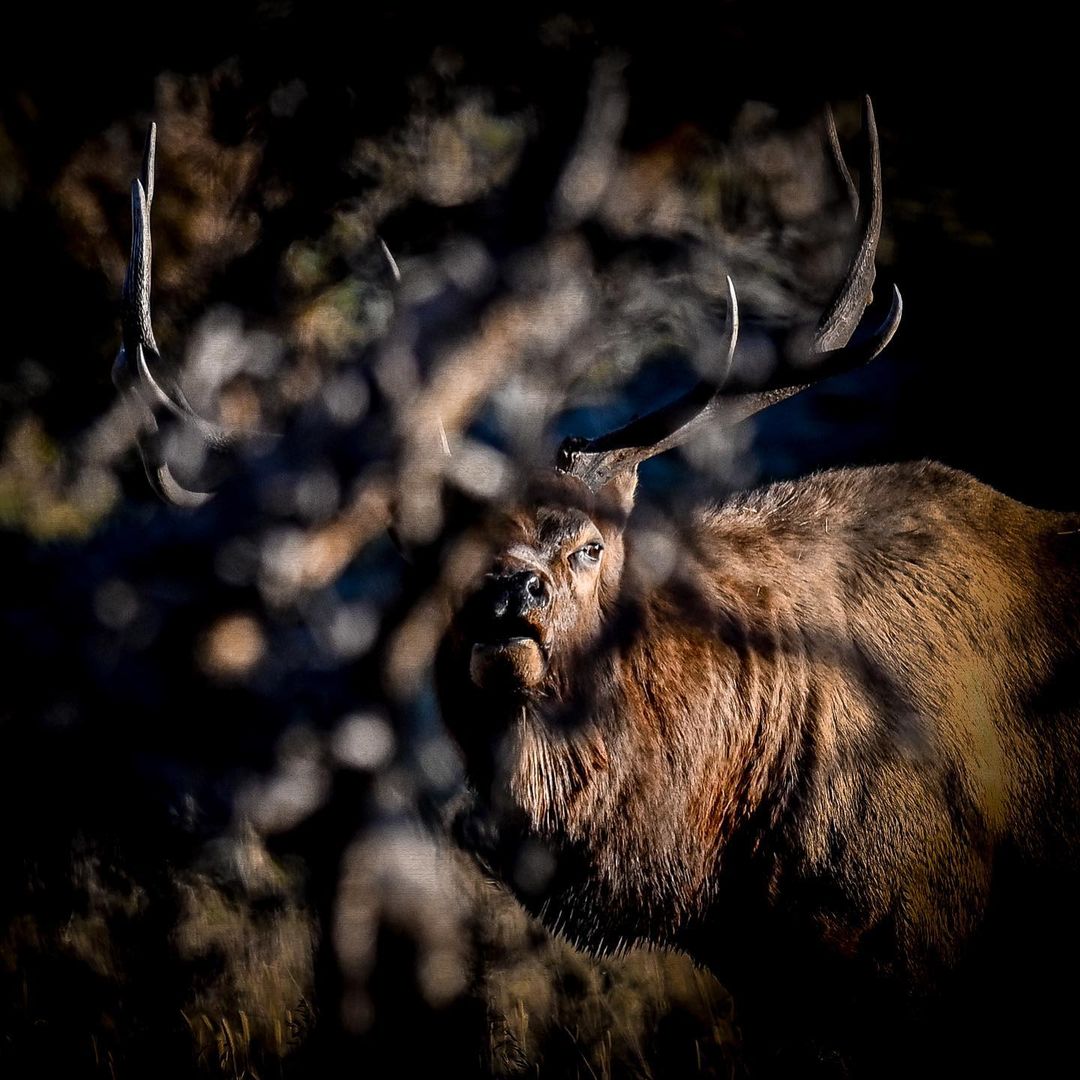 RT <a href="/RMEF/">Rocky Mountain Elk Foundation</a>: "Ghost mode"

📸 <a href="/voyager_drew/">Drew Butterwick</a>