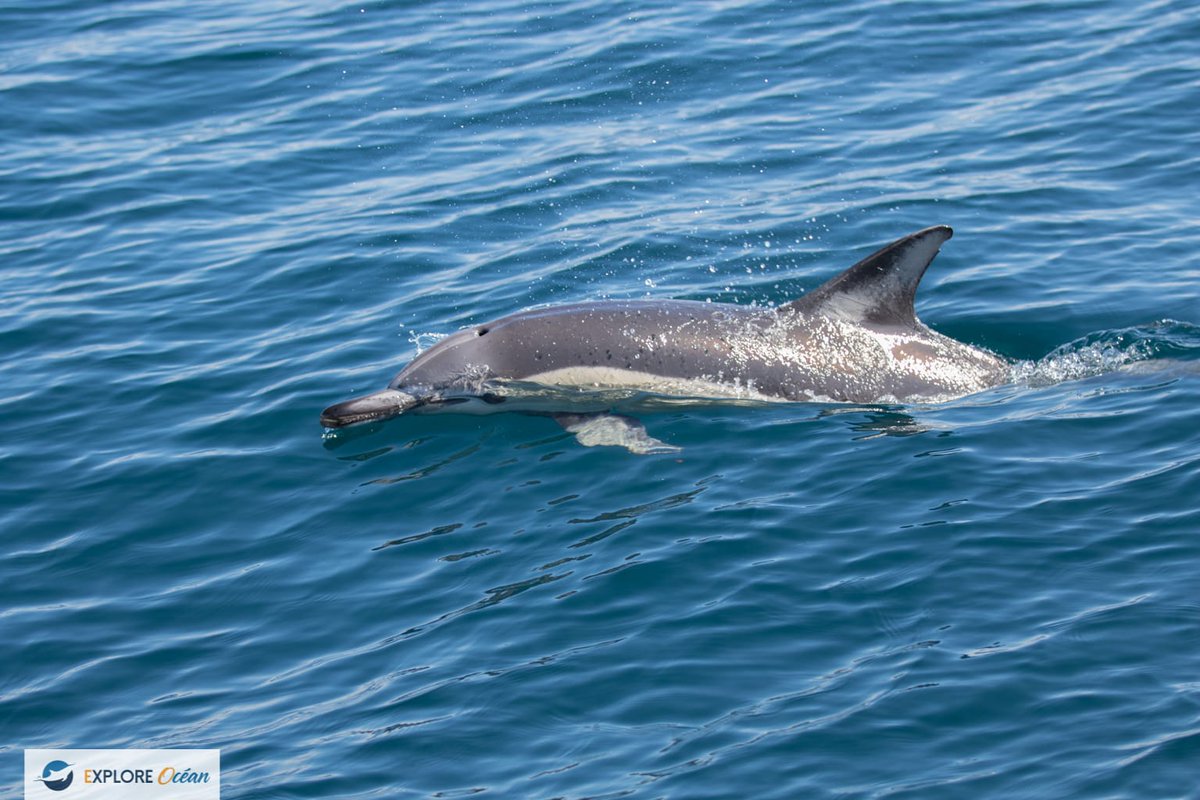 Explore_Ocean's tweet image. Souvenir de la saison 2020 !

ww.exploreocean.fr

#expeditionCetacés
 @hendayetourisme