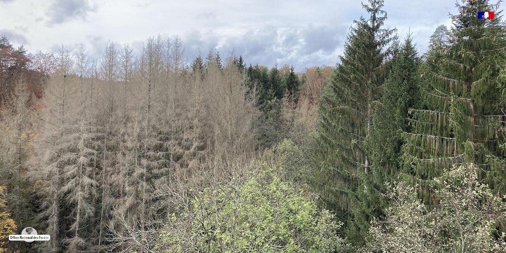 ONF_Officiel's tweet photo. #Innover : le RMT Aforce, coordonné par le #CNPF, agit pour adapter les #forêts au changement climatique. Près de 16 partenaires participent à ce réseau mixte technologique, dont l'#ONF, avec le soutien de @Agri_Gouv et @franceboisforet. https://t.co/Z9AG0lhyir
