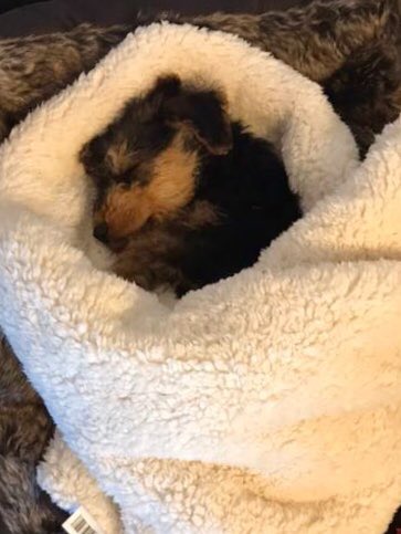 AiredaleThe's tweet photo. Itโs throwback Thursday again !!!
#Indietheairedale #Indiesworld #Justbeingadale #ThrowbackThursday #Throwback #Airedale #airedalepuppy #puppy #puppylove #airedaleoftwitter #DogsofTwittter #airedalecommunity #terrier #dogs #pet https://t.co/1KblxrxmWa