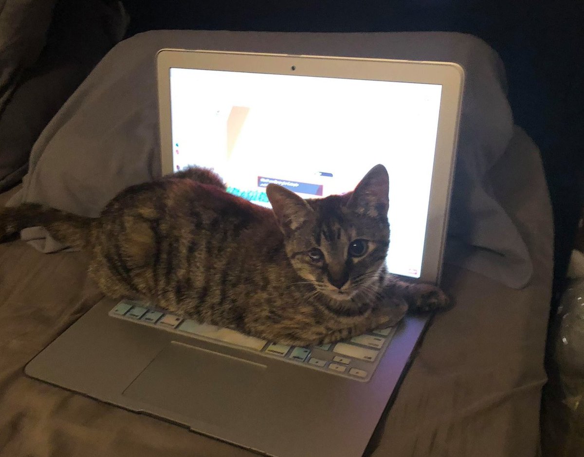 TBteam88's tweet photo. My biggest fan was present for my schedule announcement yesterday! Were you? #cat #streamer #Twitch #pets #pirate #tabby #tortiseshell #torby https://t.co/HyD3B1HLgX