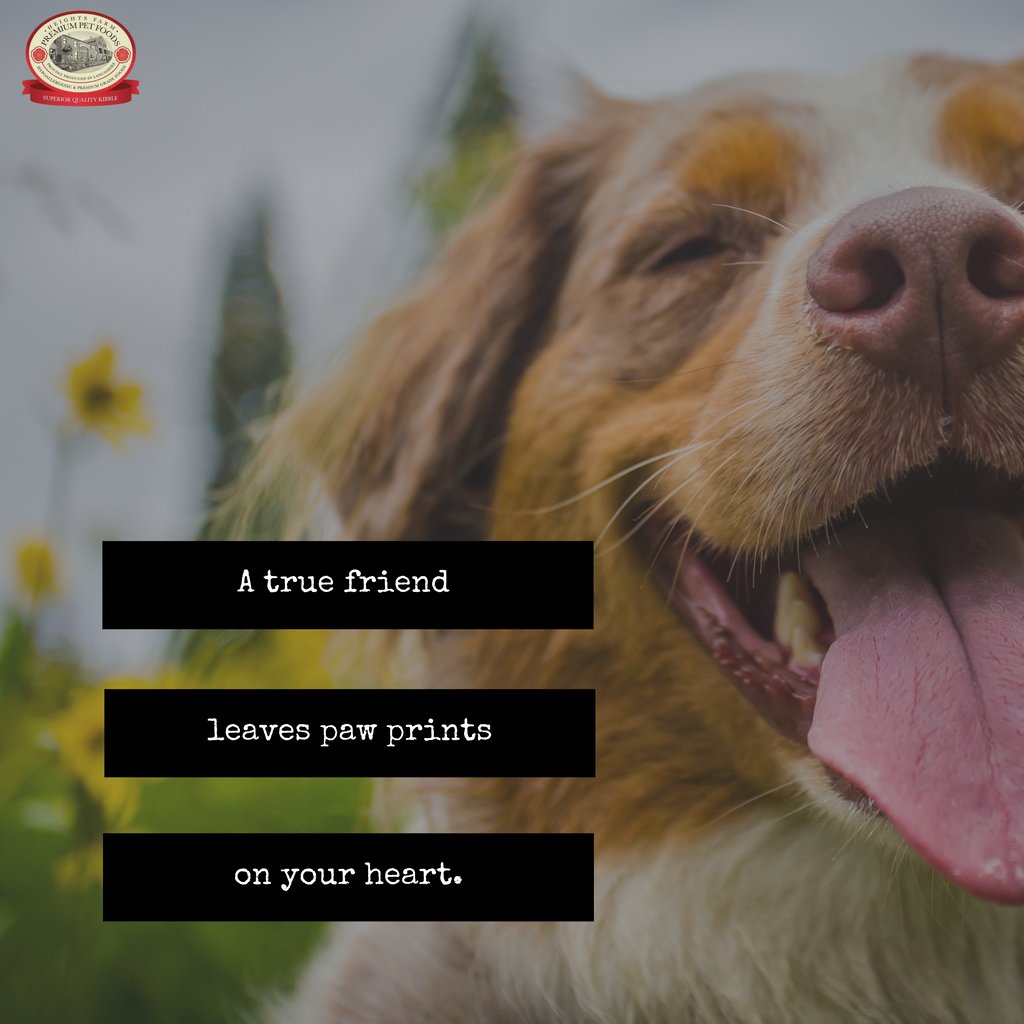 Dogs are social pack animals who thrive off of love, attention, and affection, making them the ideal candidate for a person's best friend.

Is your fur baby your best friend?