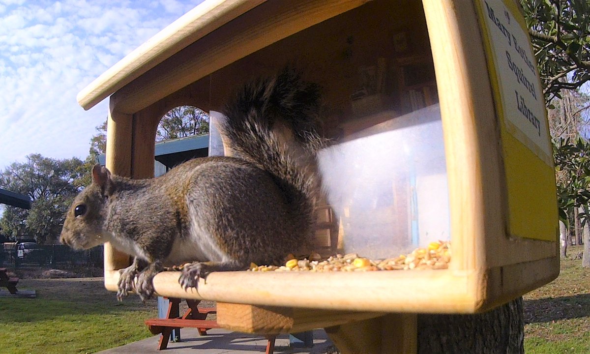 MEL_ibrary's tweet photo. Happy #SquirrelAppreciationDay 🐿️

Poe &amp; Wilde are here to celebrate! 

🖤Poe has a chunk missing from their left ear;
🌈Wilde has a wavy tail.

#SquirrelLibrary #MaryEstherSquirrelLibrary #Squirrels https://t.co/S1U70X5X9P