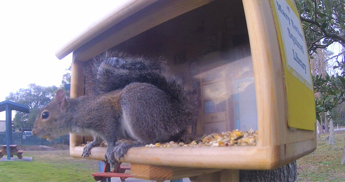 MEL_ibrary's tweet photo. Happy #SquirrelAppreciationDay 🐿️

Poe &amp; Wilde are here to celebrate! 

🖤Poe has a chunk missing from their left ear;
🌈Wilde has a wavy tail.

#SquirrelLibrary #MaryEstherSquirrelLibrary #Squirrels https://t.co/S1U70X5X9P