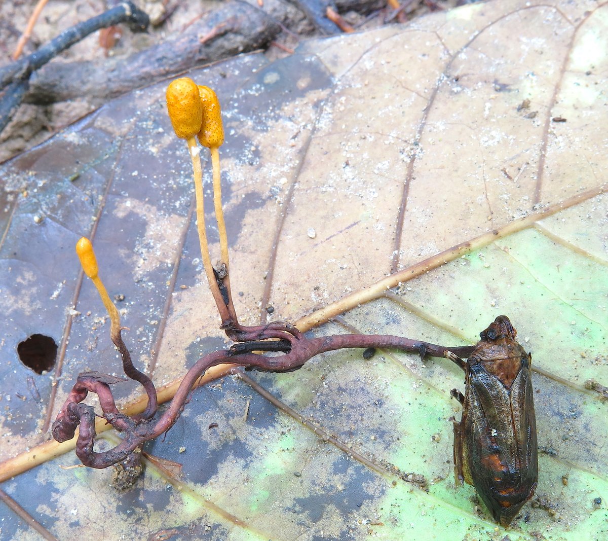 Ophiocordyceps fulgoromorphila that usually dies in the Colombian forests. We can notice the darker, horizontal stem that remains underneath soil and the lighter part that erupts towards the open air, aiming to shoot the spores and infect new Fulgoridae hemipterans.