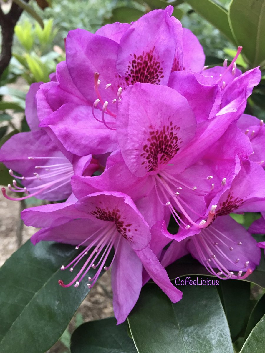 LiciousCoffee's tweet photo. The way you were on May 18, 2020.🌸🌿🌸 In exactly 4 months I’ll come visit you again. I think you’ll be just as BEautiFUL.😍💜
#nature #naturelover #NaturePhotography #nature_walk #photo #pink #flowerphotography #flower #tree #picoftheday #SpringFlowers #Spring2021 #ready4spring https://t.co/YIkLb0JYg6
