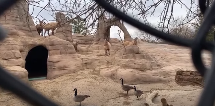 Thank you for the fun virtual tour of Eurasia today <a href="/TheTorontoZoo/">The Toronto Zoo</a>. The Grade Sixes loved learning more about biodiversity and animal adaptations. I think it is safe to say that the baby camel was our favourite! 
<a href="/GoodfellowPS/">Goodfellow P.S.</a>