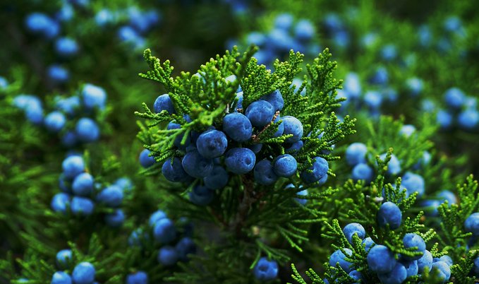 Juniper. I love juniper because it grows abundantly in my area and is wonderful for protection. It is also said to guard against theft. It can also be used in a working to break curses and hexes. It’s also worth looking into the medicinal properties of juniper berries!