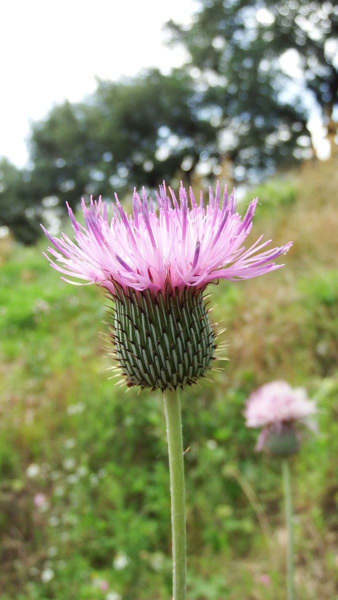 Thistle. I love using spiky plants for protection. A plant’s physical properties can also indicate its protective properties. A thorny plant like thistle is a great example of this. Thistle can also be used in workings for breaking hexes.