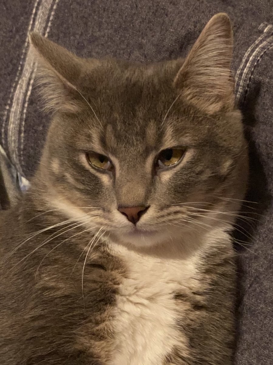 my cat as georgenotfound ; a thread