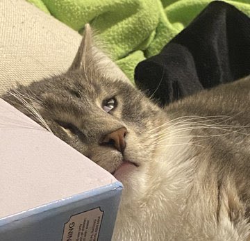 my cat as georgenotfound ; a thread