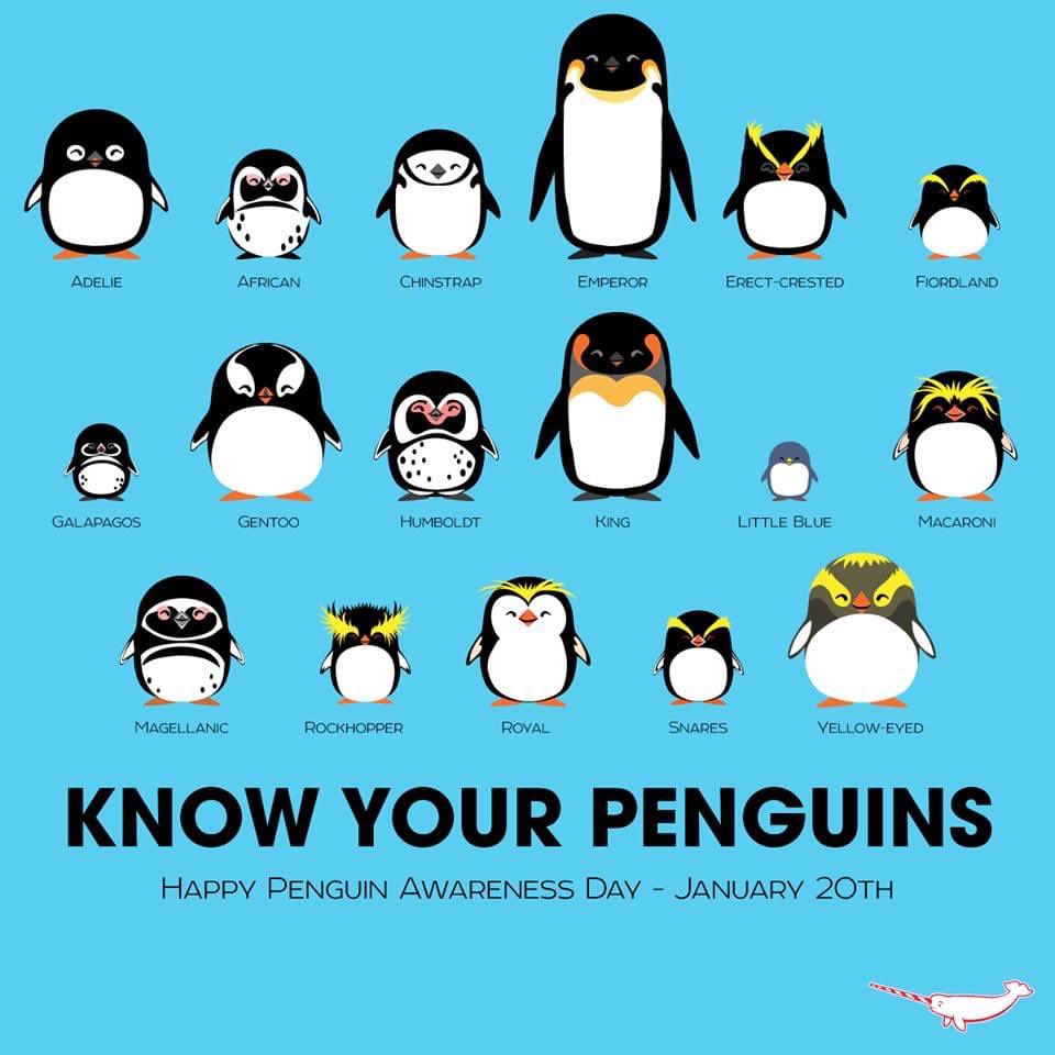 BoardFoxGames's tweet image. Yesterday was penguin day! How did I miss that! #penguinday #penguinsrule