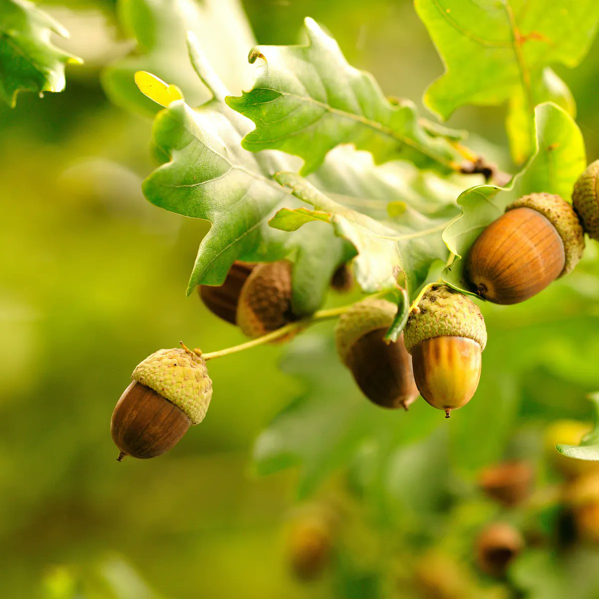 Oak. I could make an entire thread about all the properties and historical usage of oak, but let’s focus on its protective properties. Oak wood and acorns are both very protective and can be used as charms, or added into other kinds of protective workings.