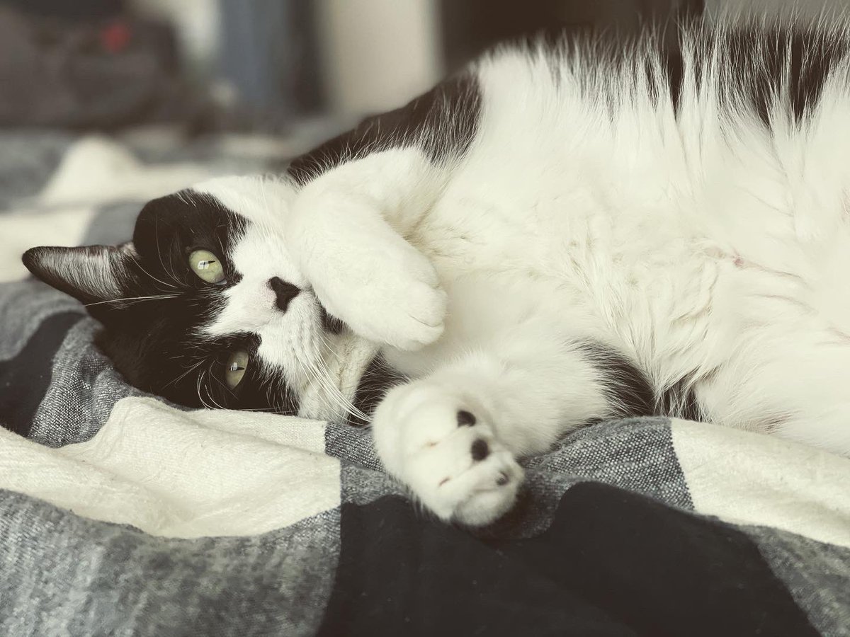 hope_nexus's tweet photo. Meet Willow! She belongs to one of our office staff members, and enjoys treats, sleeping, and mischief! We will be introducing more of the “pets of nexus” over the next few weeks! #mentalhealth #CatsOfTwitter https://t.co/cnGpuXXDQa