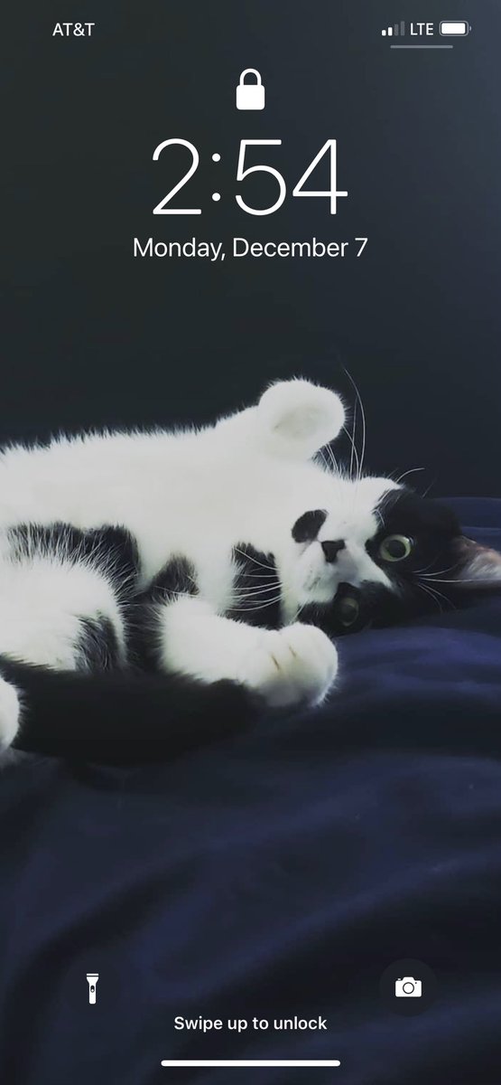 hope_nexus's tweet photo. Meet Willow! She belongs to one of our office staff members, and enjoys treats, sleeping, and mischief! We will be introducing more of the “pets of nexus” over the next few weeks! #mentalhealth #CatsOfTwitter https://t.co/cnGpuXXDQa
