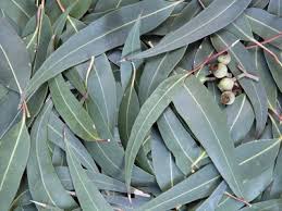Eucalyptus is wonderful for protections as well as healing. I find that dressing a protection candle with eucalyptus oil (or a blend containing it) gives my spell a nice boost.