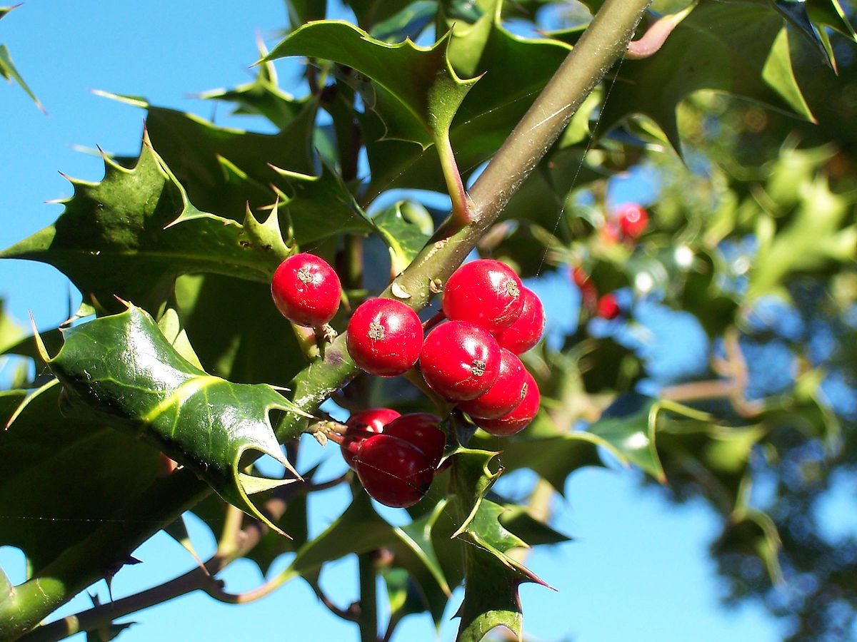 Holly. Holly is a WONDERFUL protective plant. It can be planted around the home or hung in the home for protection. It is said to protect against malevolent spirits.