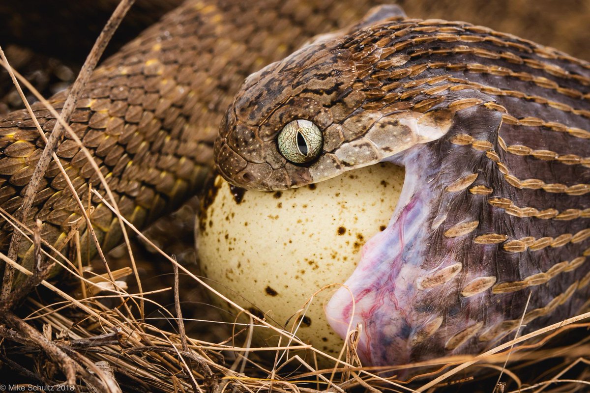 Сон змея ест. Африканская змея ЯЙЦЕЕД. Змея ЯЙЦЕЕД фото.