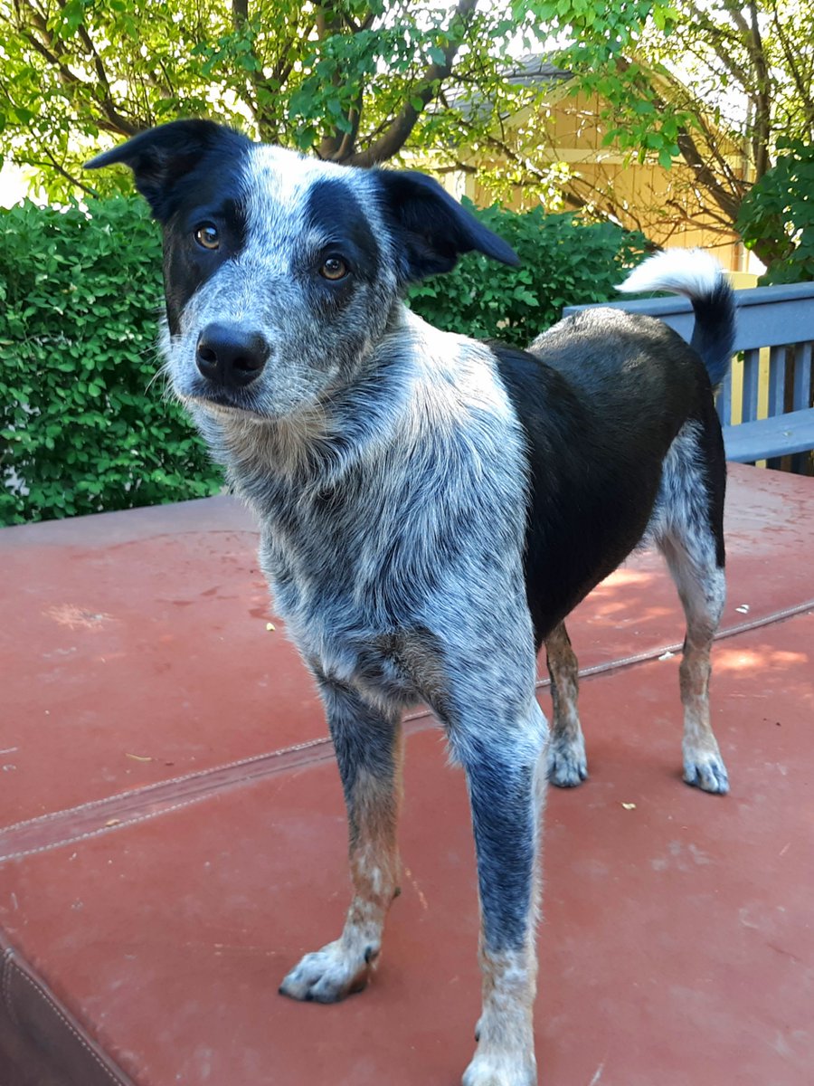 ZephAndMav's tweet photo. Zephyr wants to know if everyone is having a good day. =) #dogsoftwitter #dogs #dogsofinstagram #zephyr #rescuedog #epiawareness #cutedogs #borderheeler https://t.co/G74jGhGLED