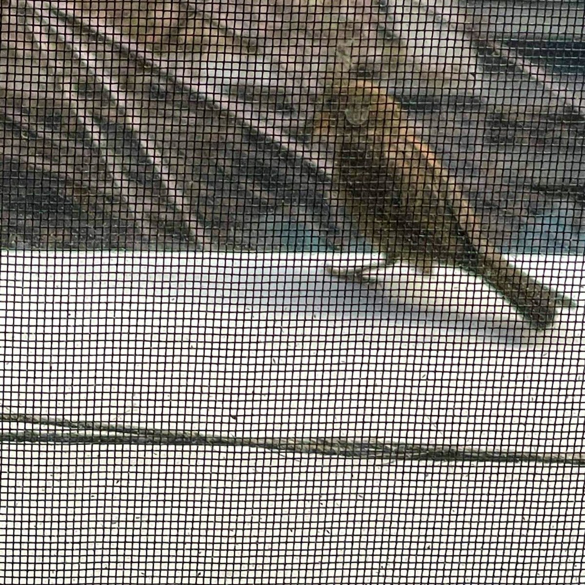 Morning after inauguration...

I get extra visitors outside my bedroom window, almost as if nature knew what’s  up!