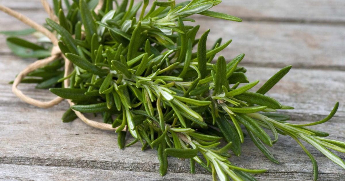Lastly, we have rosemary. I know it’s a lot of people’s go-to protection herb, but I thought I’d add it anyway. It can be burned as an incense, planted around the home, hung in the home, added to workings, made into tea, added into food, the possibilities really are endless.
