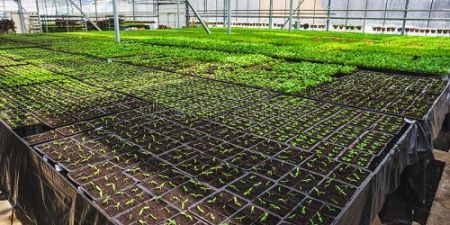 Des Tunisiens ont fondé Souaqi Farms, une entreprise qui utilise l’hydroponie pour la production de denrées agricoles. Cette pratique qui consiste à faire pousser des plantes sans la terre, permet aux agro-entrepreneurs de faire rimer écologie et profit. | agenceecofin.com/entreprendre/2…