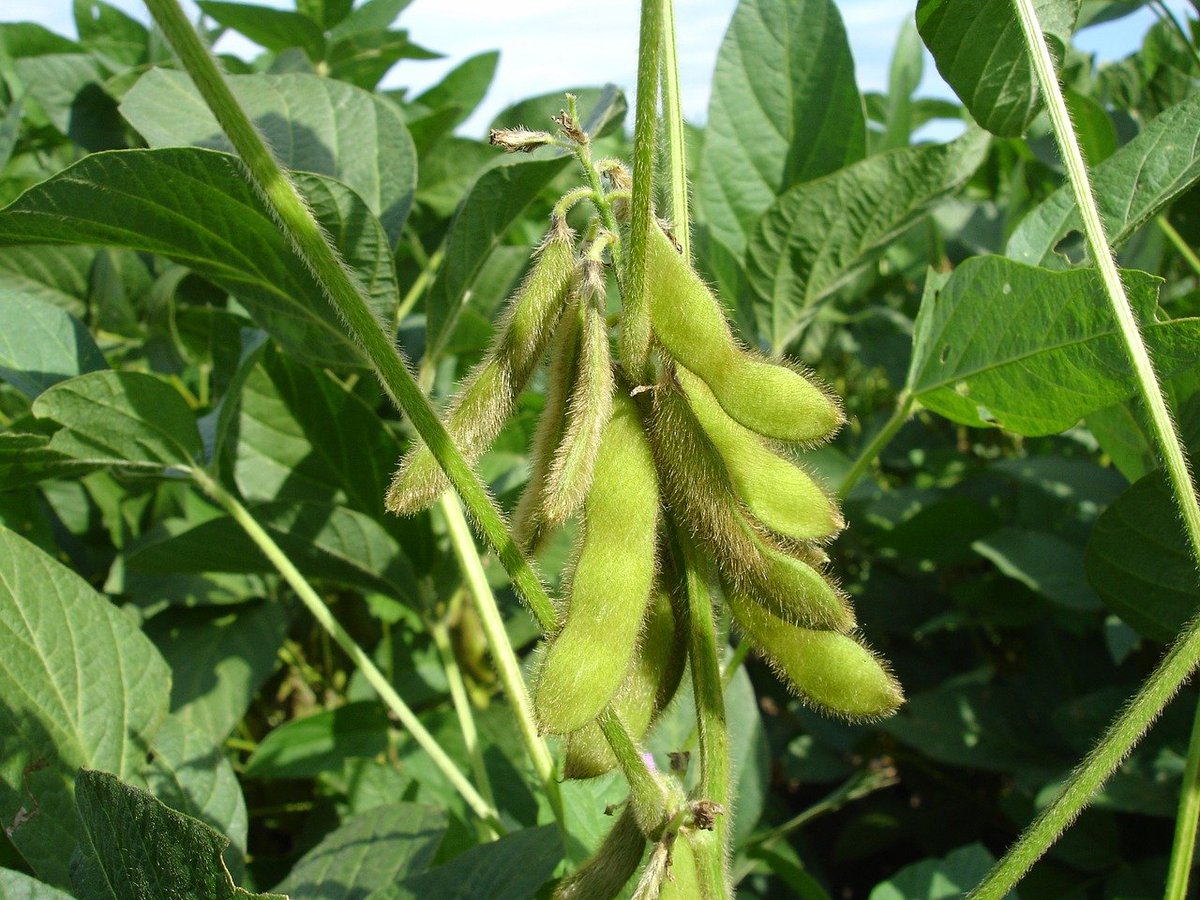 MSSOY's tweet photo. Interested in soybean variety trait data?  Access the latest here: https://t.co/s5eRqjWco4 https://t.co/U0KJkjFyi9