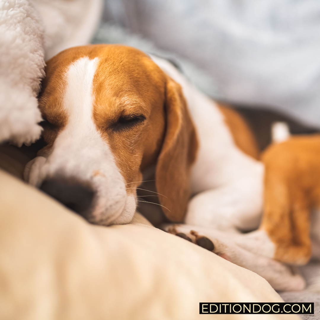 Did you know that yawning is contagious—even for dogs. Research shows that the sound of a human yawn can trigger one from your dog. And it’s four times as likely to happen when it’s the yawn of a person he knows.

editiondog.com

#Fursday #DogsOfTwitter #Beagle