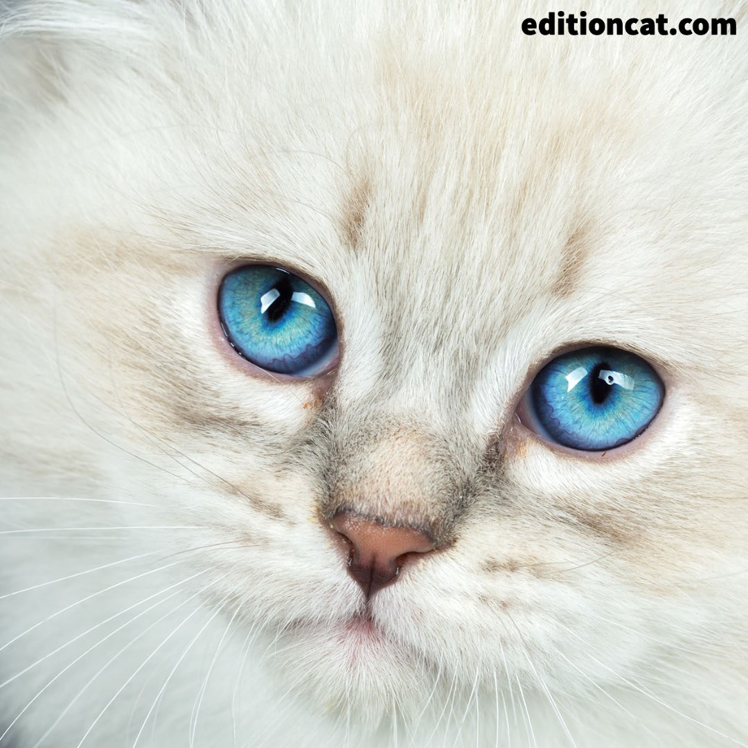 Edition Cat Magazine tweet media
