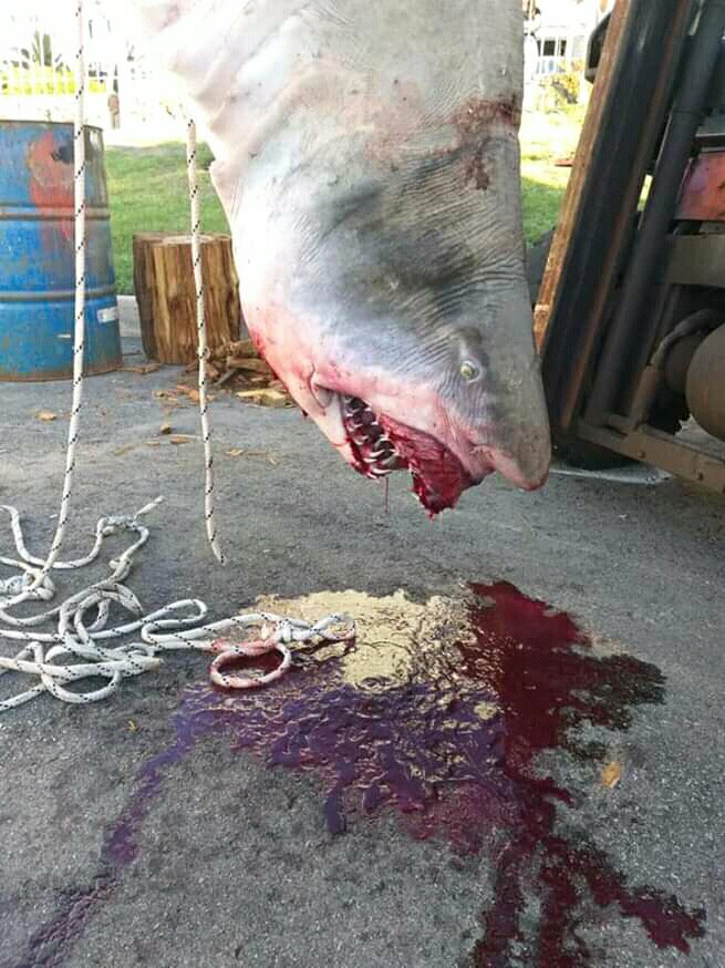 🎣 La presión pesquera comercial -industrial y artesanal- y recreativa son la principal amenaza.

🌊 Los tiburones son especies de importancia para nuestros océanos. Son quienes mantienen el equilibrio en la vida marina.

⚠ Asustémonos cuando dejemos de verlos a ellos en el mar.