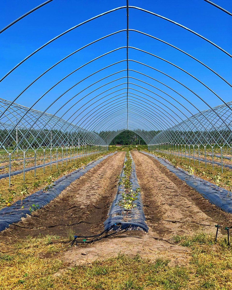 uaig_ua's tweet photo. Taking you a few months ago, before the cold winters of Ukraine; after completing the planting of our raspberry plants; both red and yellow sorts. Cold winters can be troublesome in agriculture, so you need to make sure the plant sorts you plant are compatible to the climate https://t.co/hnP8812kxR