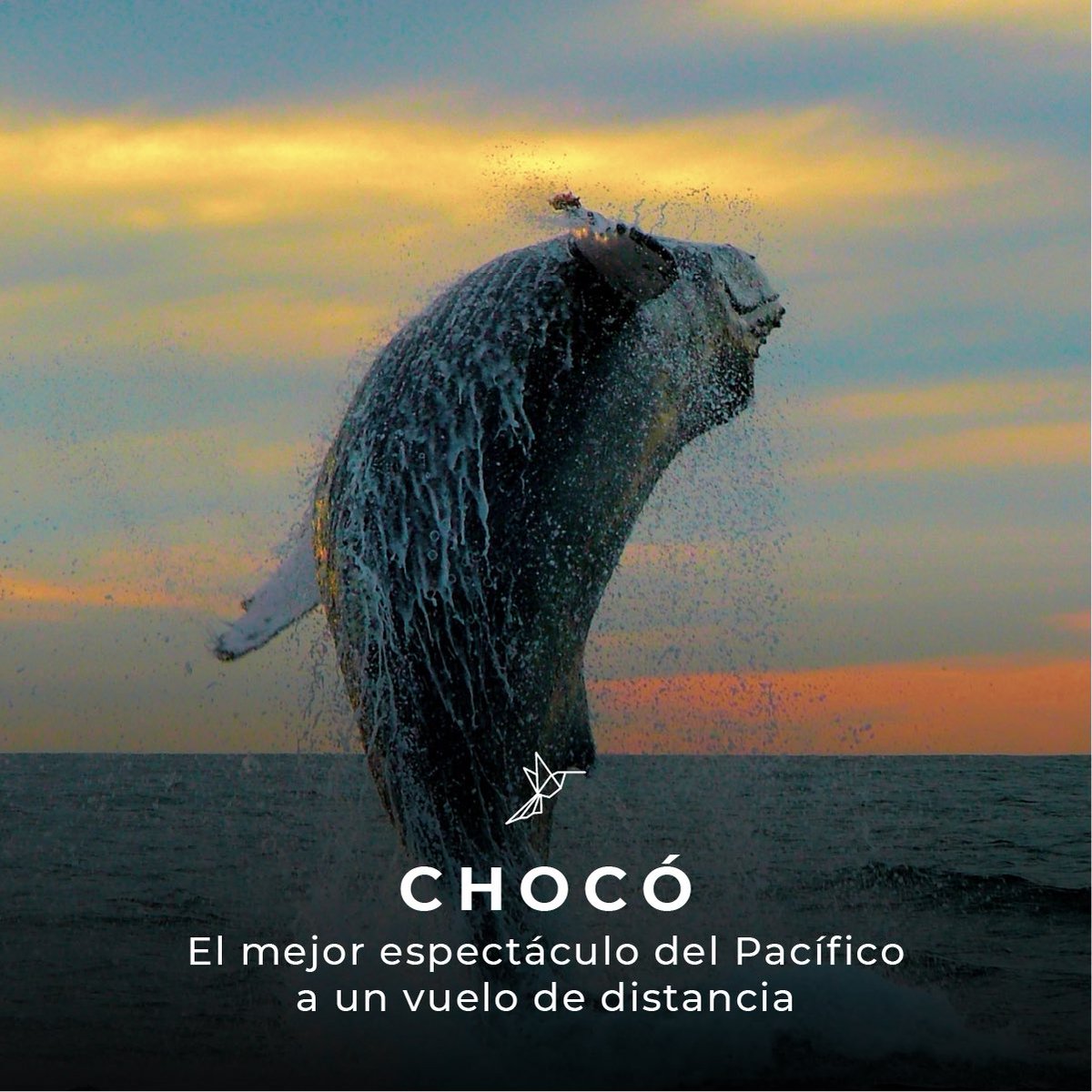 Chocó no solo es el lugar más biodiverso del planeta, sino es un universo cultural incomparable.

Los vuelos privados te permite llegar a los destinos que la aviación comercial no logra, no te pierdas la oportunidad de conocer lugares increíbles de manera segura y eficiente.