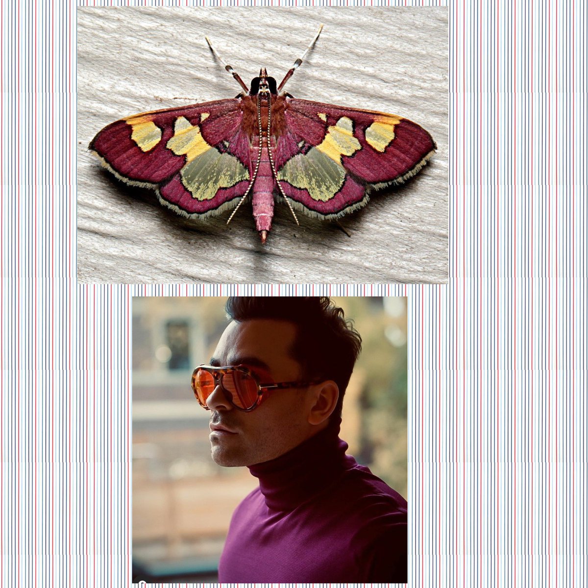 Dan Levy as moths- a thread. I’m so sorry, I had to.  @danjlevy  @SchittsCreek