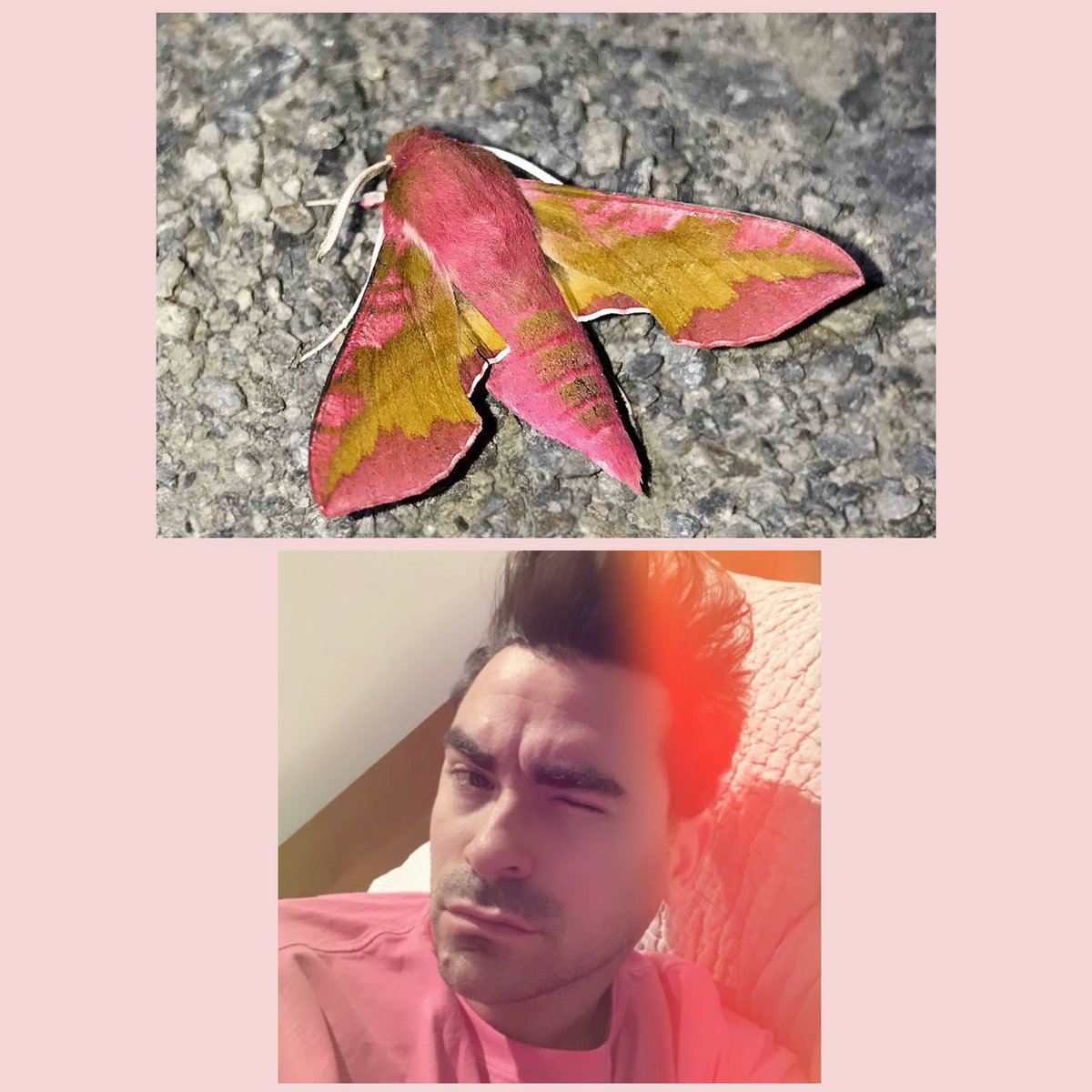 Dan Levy as moths- a thread. I’m so sorry, I had to.  @danjlevy  @SchittsCreek