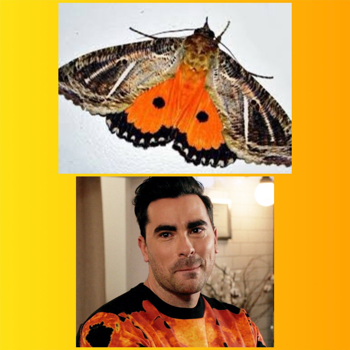Dan Levy as moths- a thread. I’m so sorry, I had to.  @danjlevy  @SchittsCreek