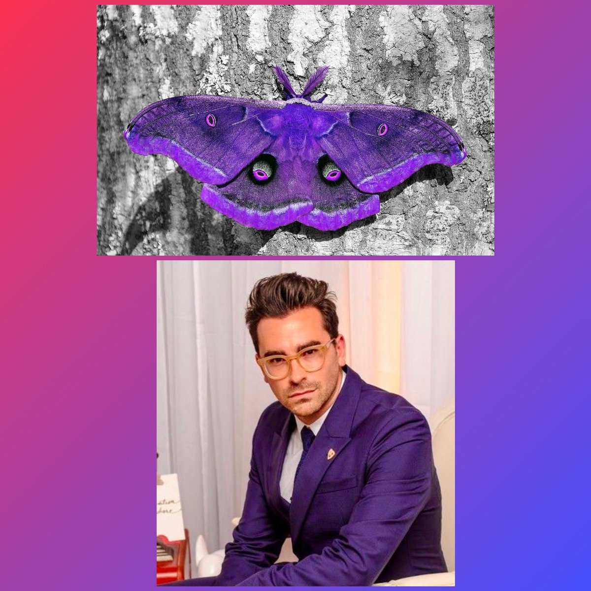 Dan Levy as moths- a thread. I’m so sorry, I had to.  @danjlevy  @SchittsCreek
