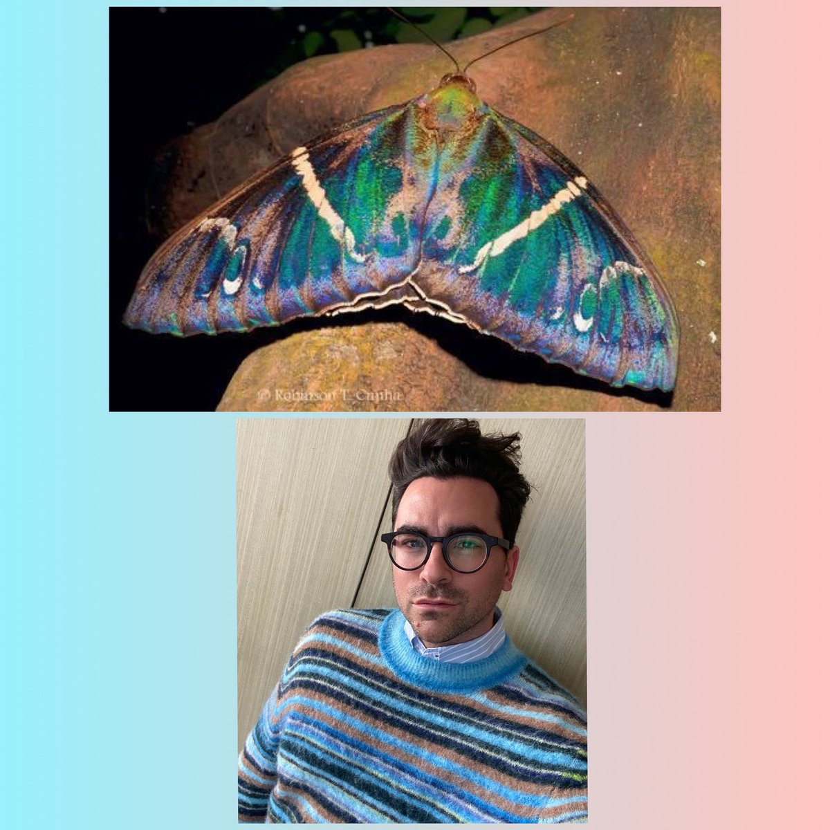 Dan Levy as moths- a thread. I’m so sorry, I had to.  @danjlevy  @SchittsCreek