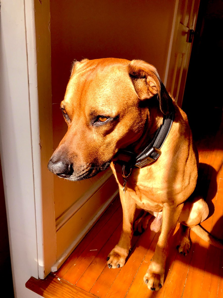 CreoleBauer's tweet image. Rex just loves the #datadogs hashtag too. Please take the survey, people !