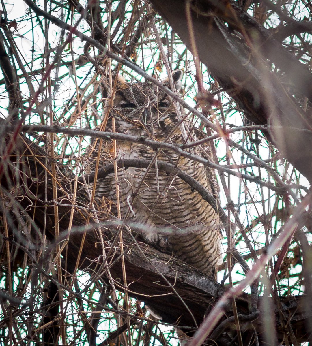 Greg_in_Osoyoos's tweet photo. Camouflage Owl, Osoyoos, BC
 #owl #osoyoosloop #destinationosoyoos #explorebc #canada #okanagan #bc #globalbc  #macro #lightroom #sony #wildlife #winter #destinationbc  #birds https://t.co/eeyLusTFIj