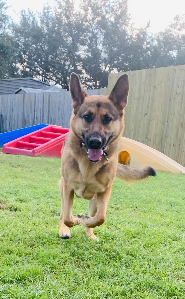 Barnyardjax's tweet photo. @JSOPIO Would love to get ours to run through some exercises https://t.co/tdBeDoGKa9
