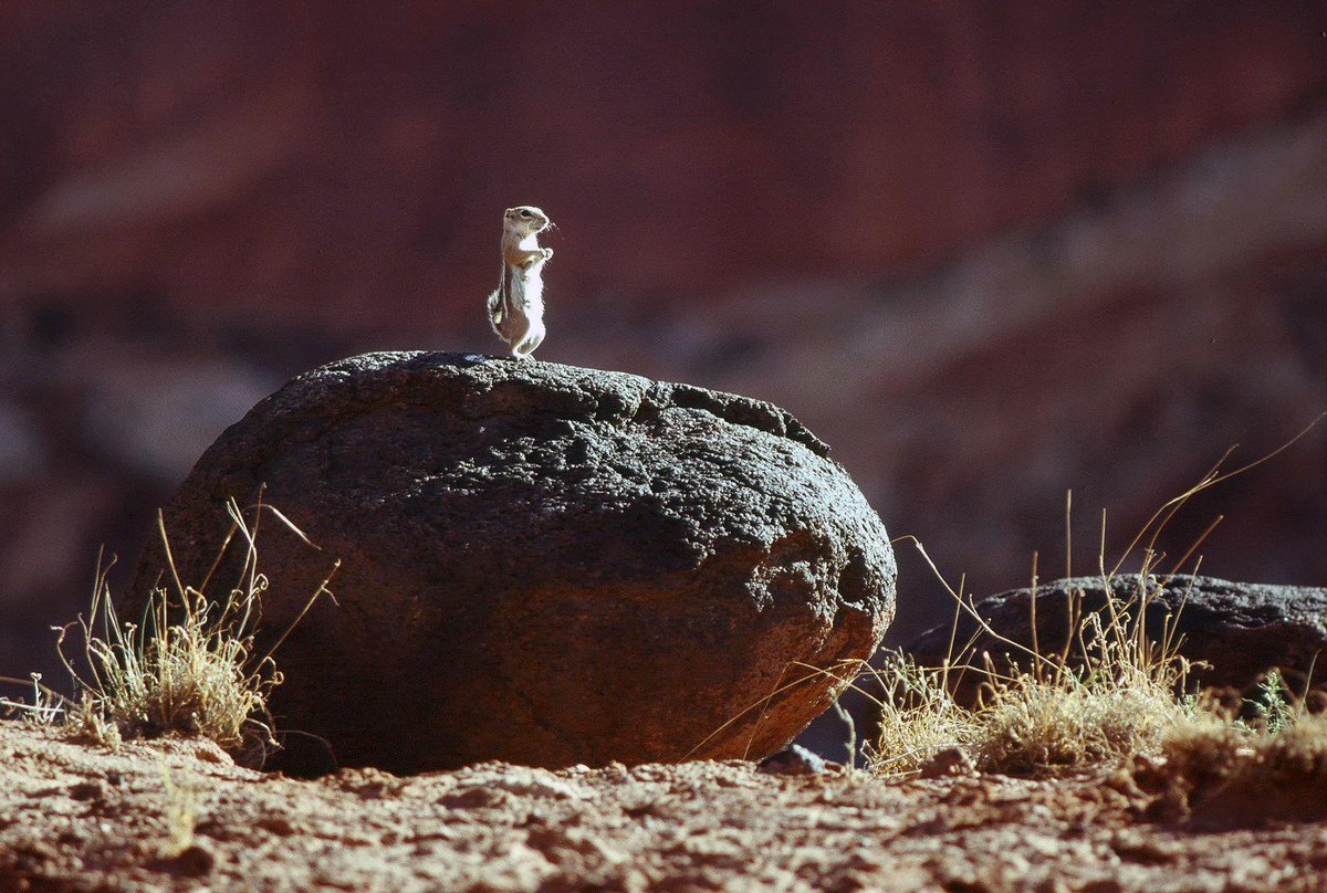 Who runs the world? Squirrels.

It's #SquirrelAppreciationDay! That is all.

Image: A white-tailed antelope ground squirrel perched on a boulder in Utah's <a href="/CapitolReefNPS/">Capitol Reef NPS</a>. 

#KeepWildlifeWild #FindYourPark