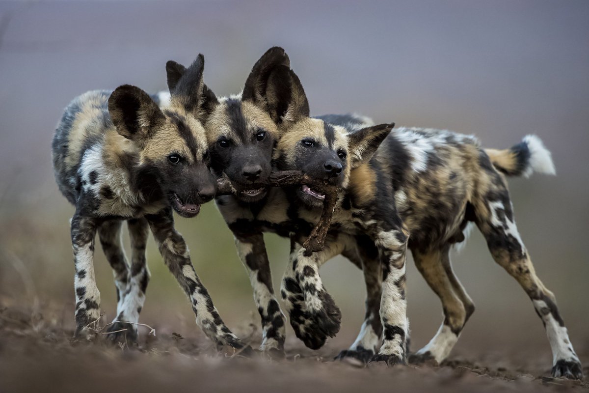 going to burst into tears . look at them. look at how much fun they are having. they love each other and they are sharing. their paws are so silly and their ears are silly too. they're participating in the wild dog equivalent of a three legged race at the wild dog field day