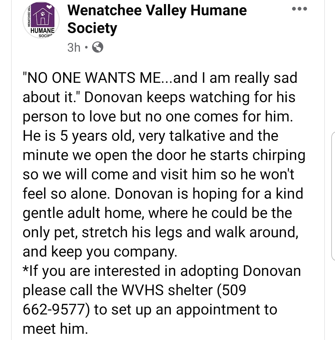 catmama4seniors's tweet photo. Washington State! PLEASE RETWEET For This Gorgeous but SAD fella! 🙏🙏‼‼🆘️‼😭‼
https://t.co/jv7coc8osT https://t.co/Wb7P02O6v0