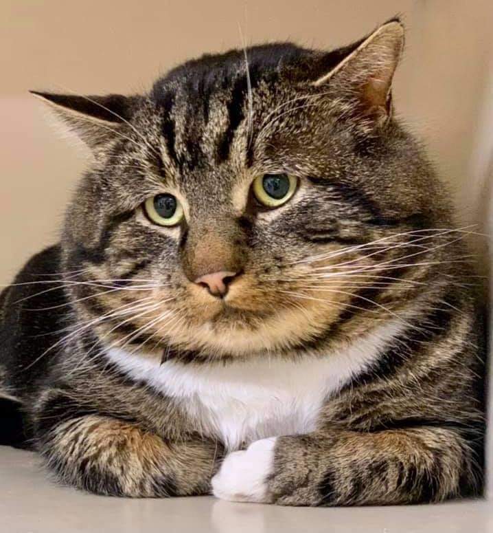 catmama4seniors's tweet photo. Washington State! PLEASE RETWEET For This Gorgeous but SAD fella! 🙏🙏‼‼🆘️‼😭‼
https://t.co/jv7coc8osT https://t.co/Wb7P02O6v0